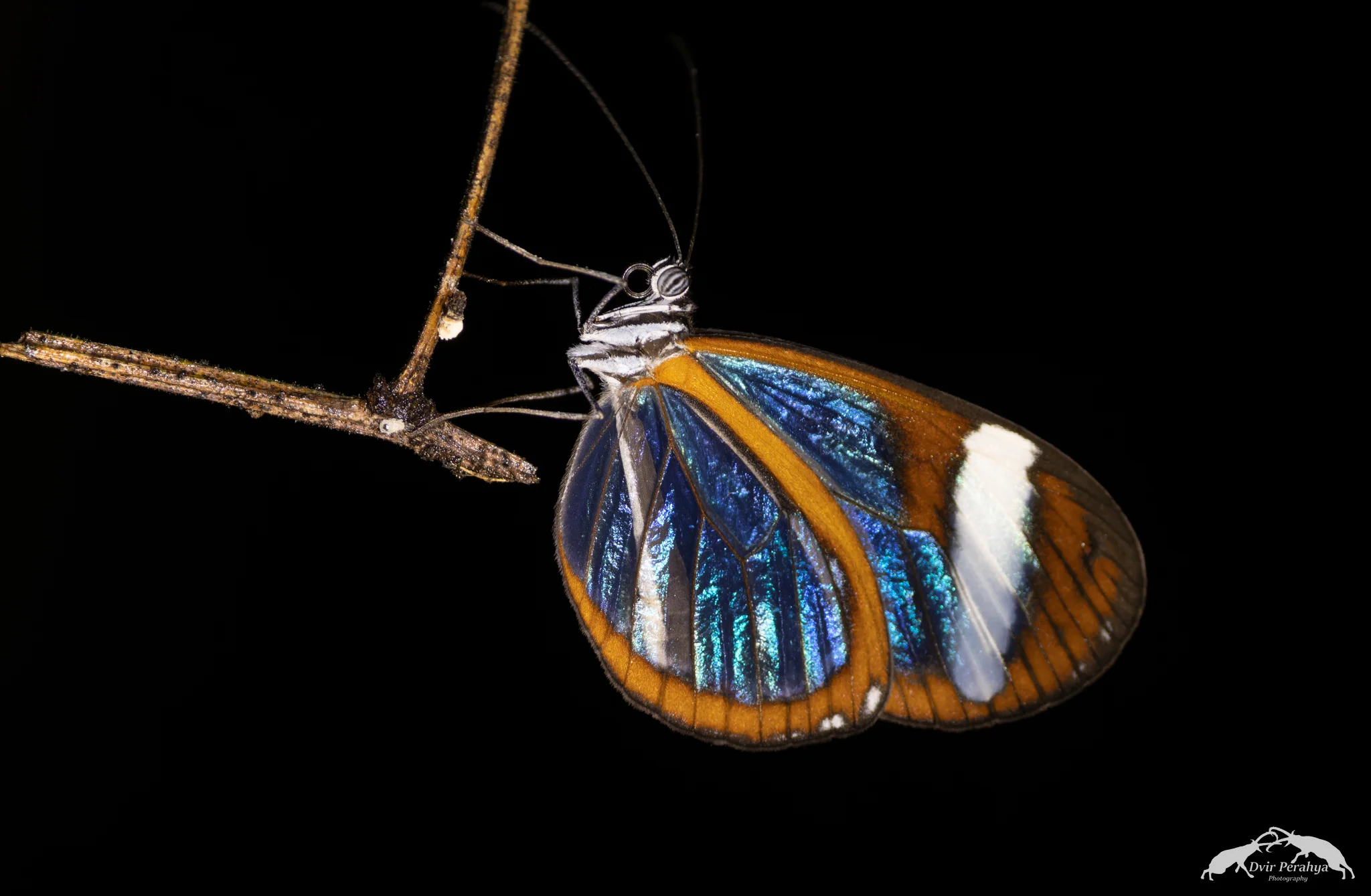 Glasswing butterfly, Costa Rica Rainforest